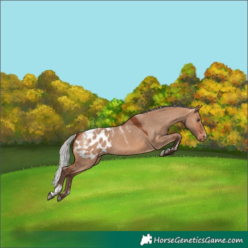 Horse Color:Powder White Silver Bay Dun Blanket