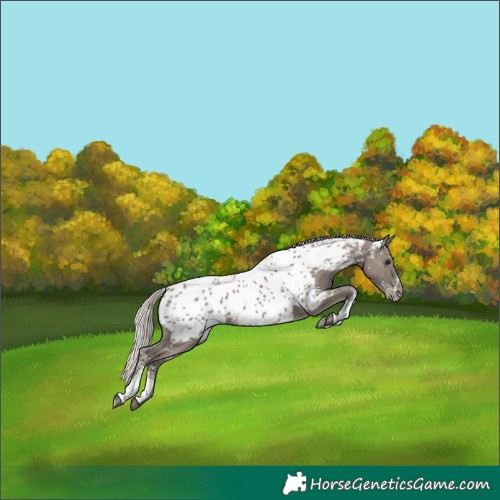 Horse Color:Powder White Silver Grullo Near Leopard 