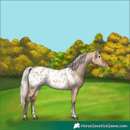 Horse Color:Powder White Silver Bay Dun Tobiano Blanket