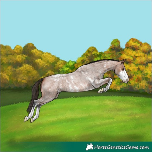 Horse Color:Bay Roan Sabino Appaloosa 