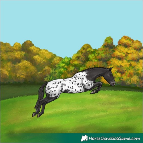 Horse Color:Smoky Black Appaloosa 