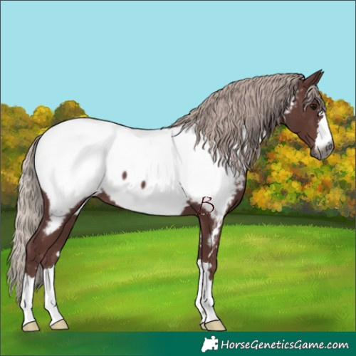 Horse Color:Gray Chocolate Silver Black Appaloosa 