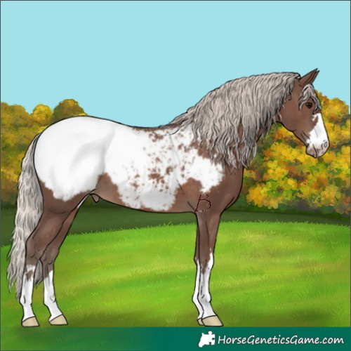 Horse Color:Silver Black Snowcap 