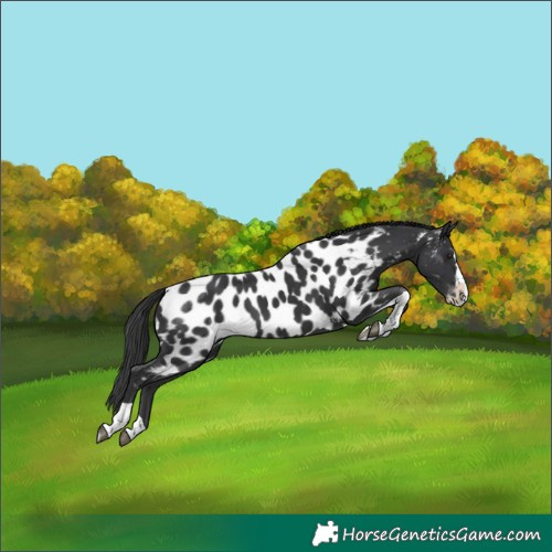 Horse Color:Black Splash Tobiano Appaloosa 
