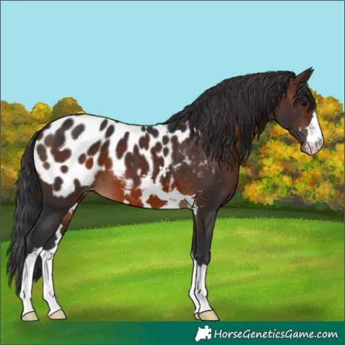 Horse Color:Brown Appaloosa 