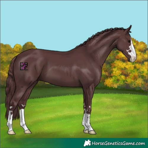 Horse Color:Chocolate Black