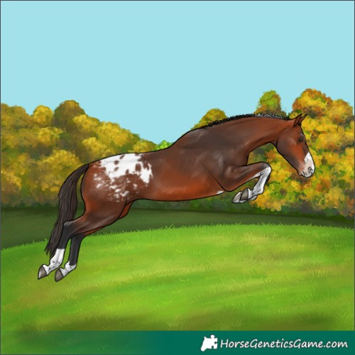 Horse Color:Bay Splash Tobiano Appaloosa Rabicano 