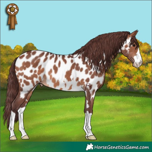 Horse Color:Chocolate Brown Near Leopard 