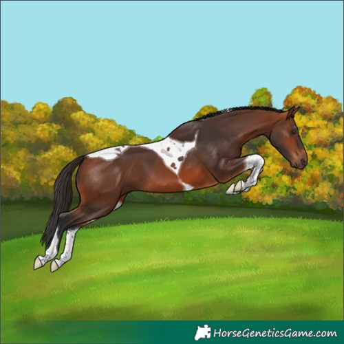 Horse Color:Bay Tobiano 