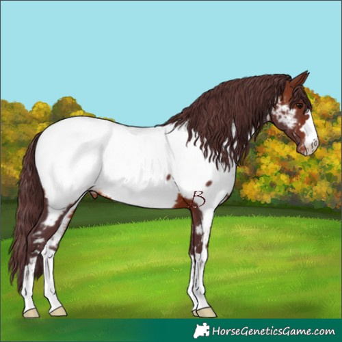 Horse Color:Chocolate Brown Near Fewspot