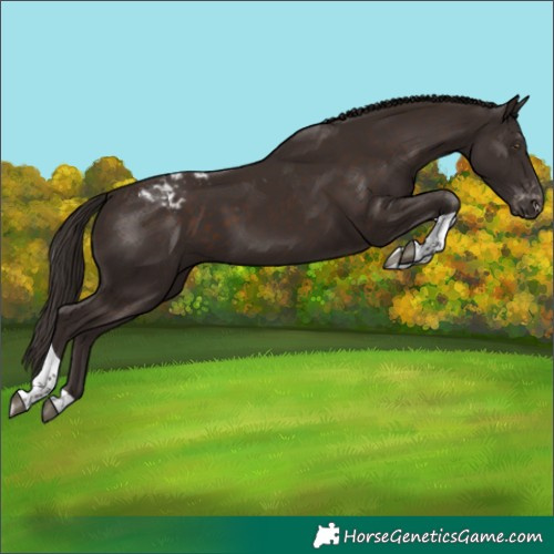 Horse Color:Liver Chestnut Tobiano Appaloosa
