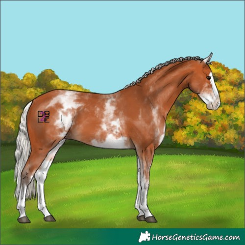 Horse Color:Unknown 