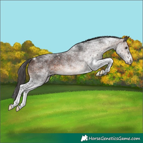 Horse Color:White Spotted Brown 