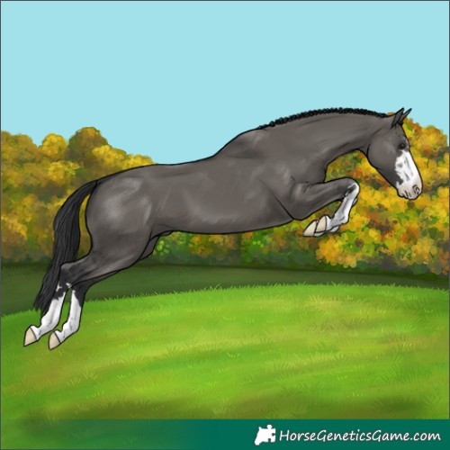 Horse Color:Grullo