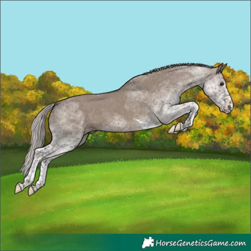 Horse Color:White Spotted Silver Grullo Splash Tobiano