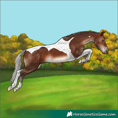 Horse Color:Silver Brown Tobiano 