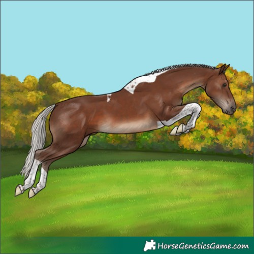 Horse Color:Silver Black Tobiano