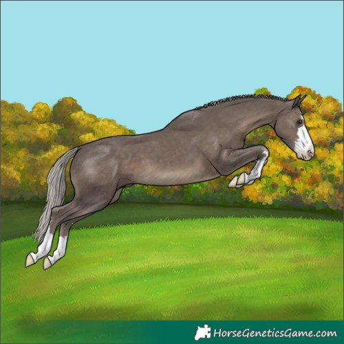 Horse Color:Silver Black Varnish