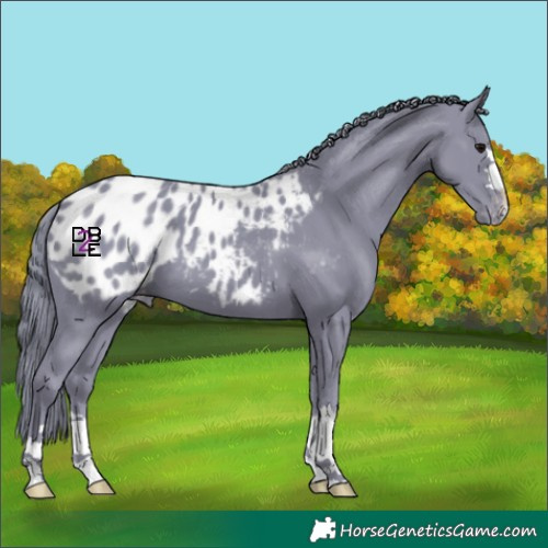 Horse Color:Watercolor Chocolate Black Blanket 