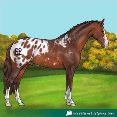 Horse Color:Chocolate Brown Blanket