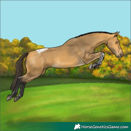 Horse Color:Buckskin Tobiano 