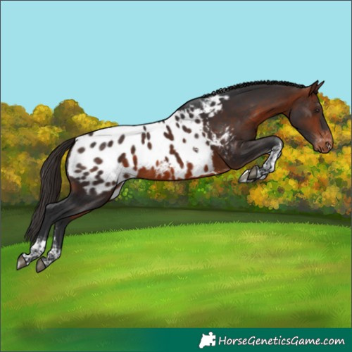 Horse Color:Bay Sabino Tobiano Appaloosa Rabicano 