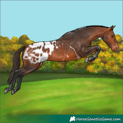 Horse Color:Bay Tobiano Appaloosa 