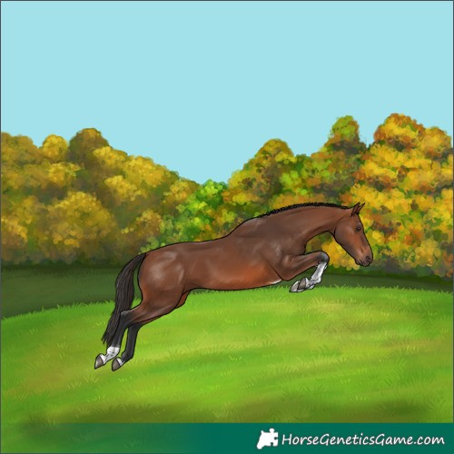 Horse Color:Bay Tobiano