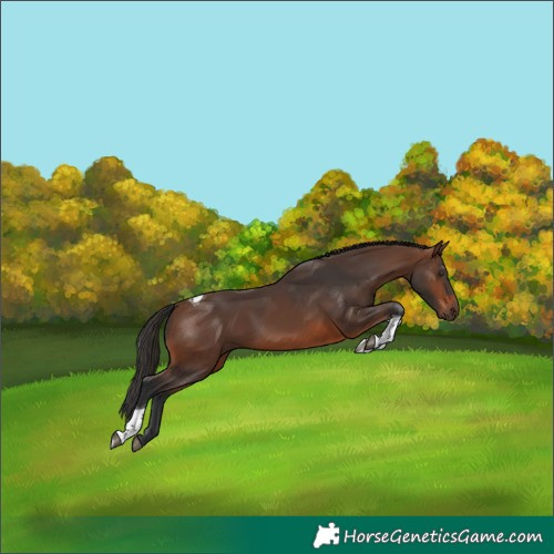 Horse Color:Brown Tobiano 