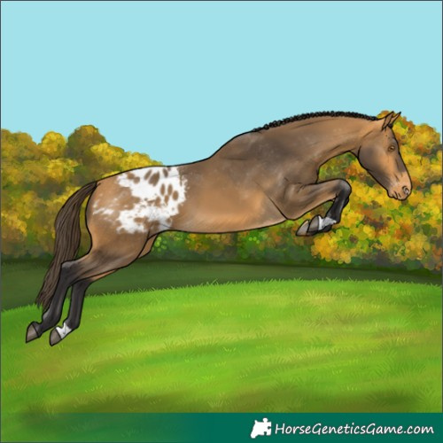 Horse Color:Buckskin Appaloosa