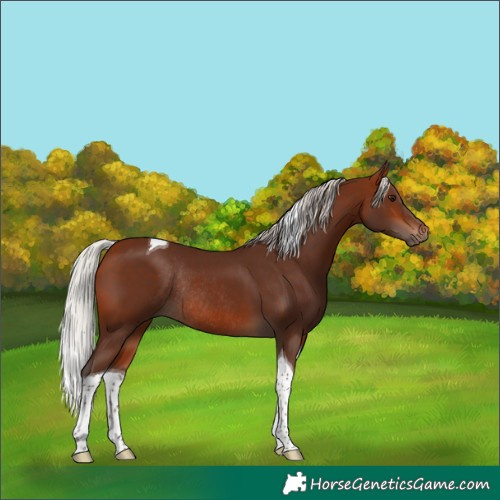Horse Color:Silver Bay Tobiano Rabicano 