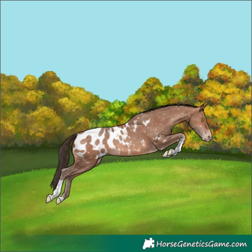 Horse Color:Sable Champagne Tobiano Appaloosa 