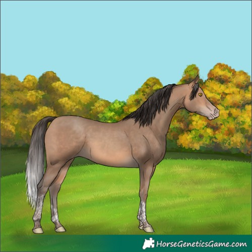Horse Color:Amber Champagne Tobiano