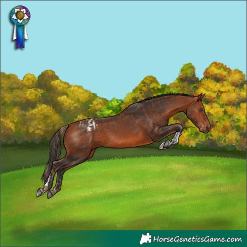 Horse Color:Chestnut Tobiano Appaloosa and Bay Tobiano