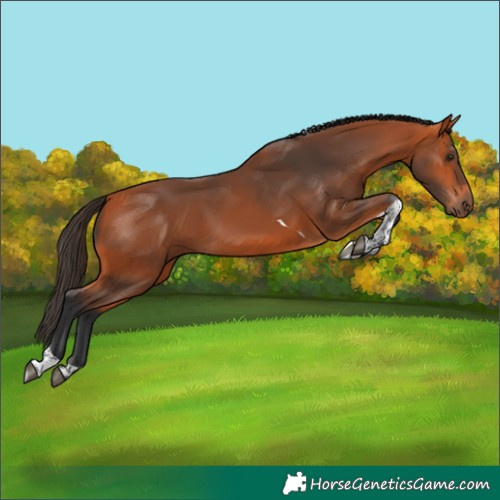 Horse Color:Bay Tobiano