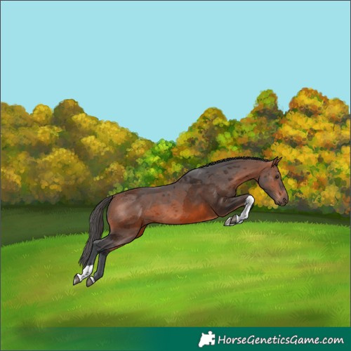 Horse Color:Bay Merle Tobiano 