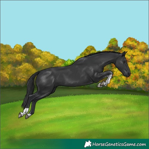 Horse Color:Black Tobiano