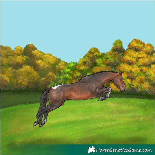 Horse Color:Bay Merle Tobiano
