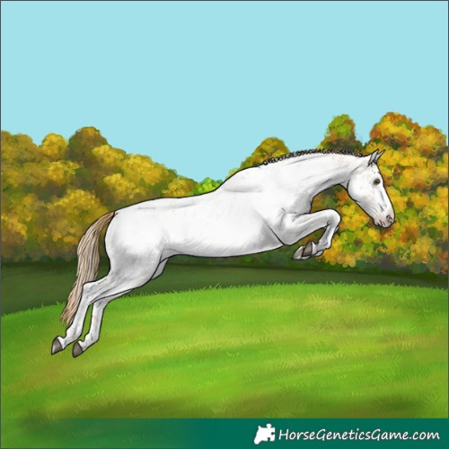 Horse Color:White Spotted Red Dun Sabino Near Leopard 