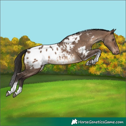 Horse Color:Brown Dun Tobiano Blanket 