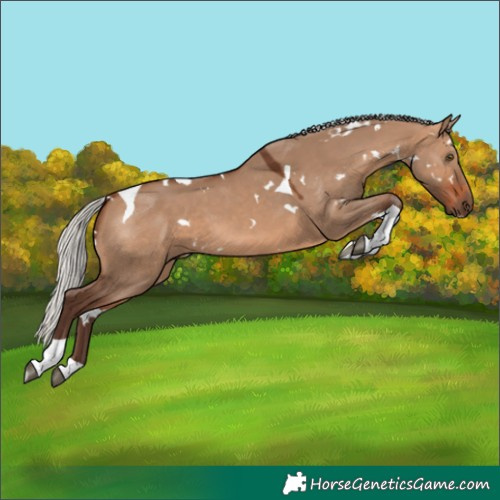 Horse Color:White Spotted Silver Brown Dun Tobiano