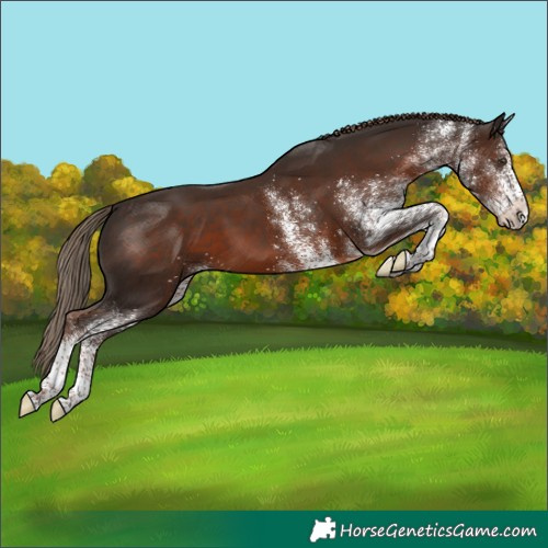 Horse Color:White Spotted Liver Chestnut 