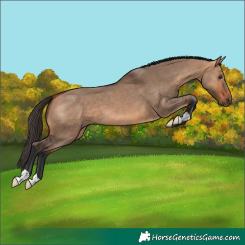 Horse Color:Bay Dun 
