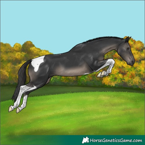 Horse Color:Black Tobiano