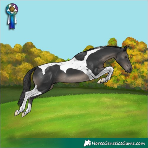 Horse Color:Black Tobiano 