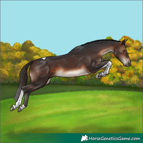 Horse Color:Brown Tobiano