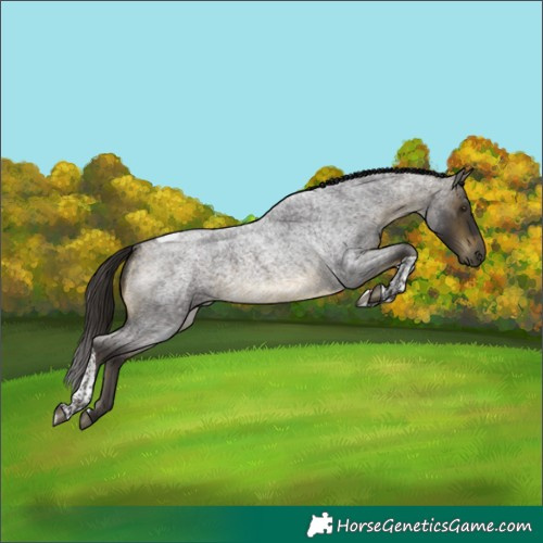 Horse Color:Buckskin Roan Tobiano