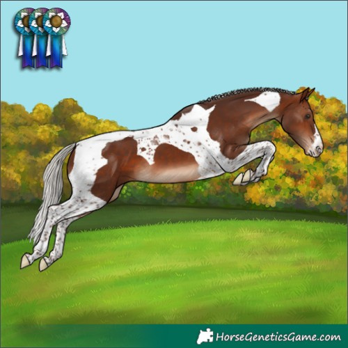 Horse Color:Silver Brown Tobiano Appaloosa