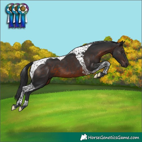 Horse Color:Brown Tobiano 