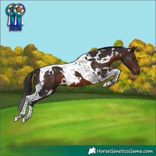 Horse Color:White Spotted Brown Tobiano 